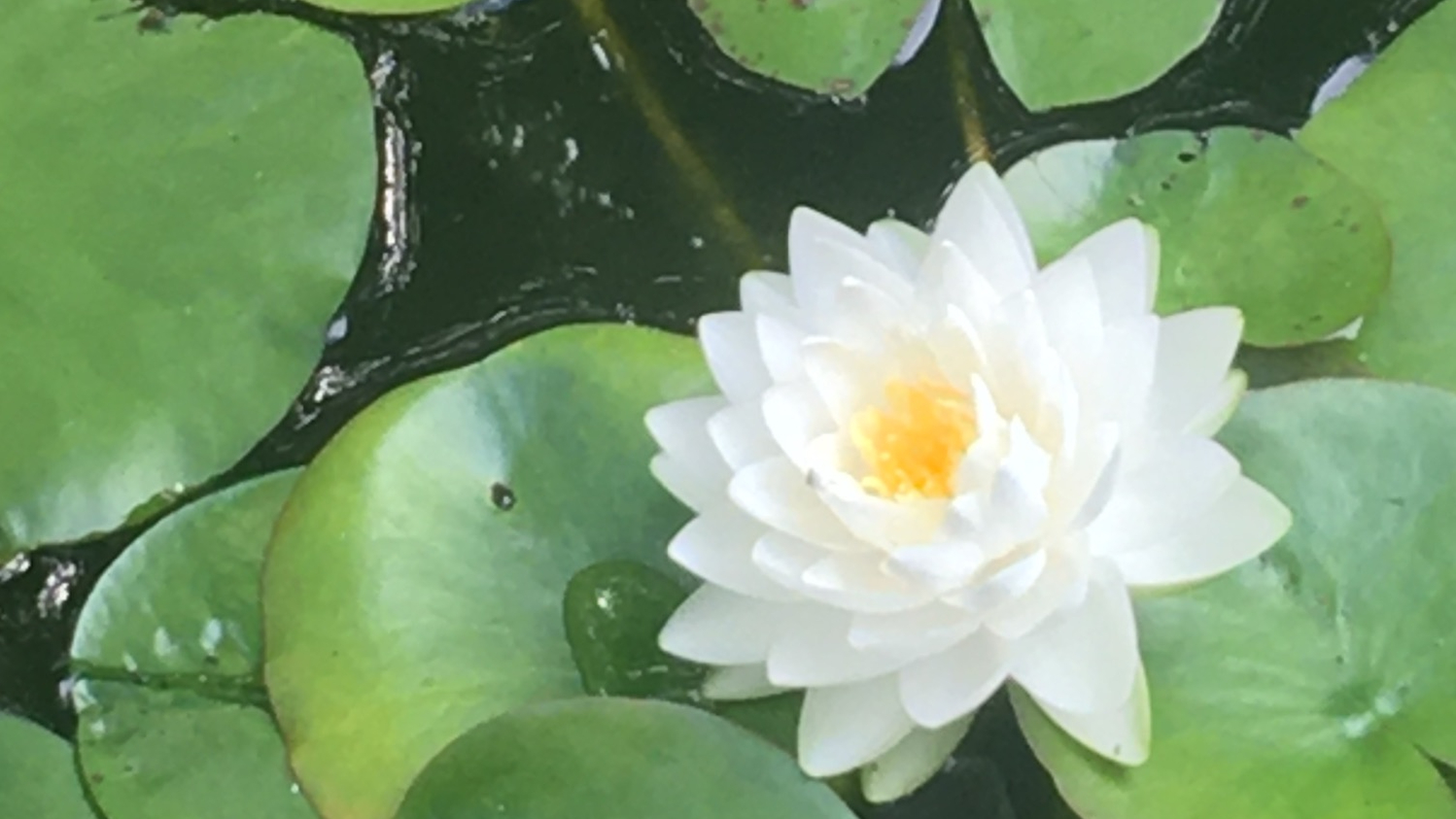 Setting an intention (sankulpa)