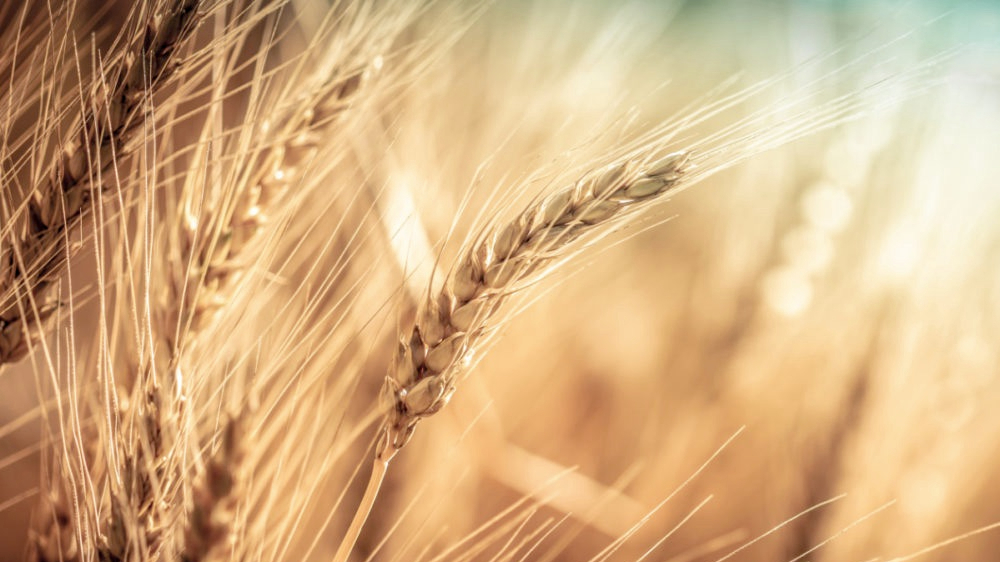 Being ground like wheat: Loss, suffering and awakening