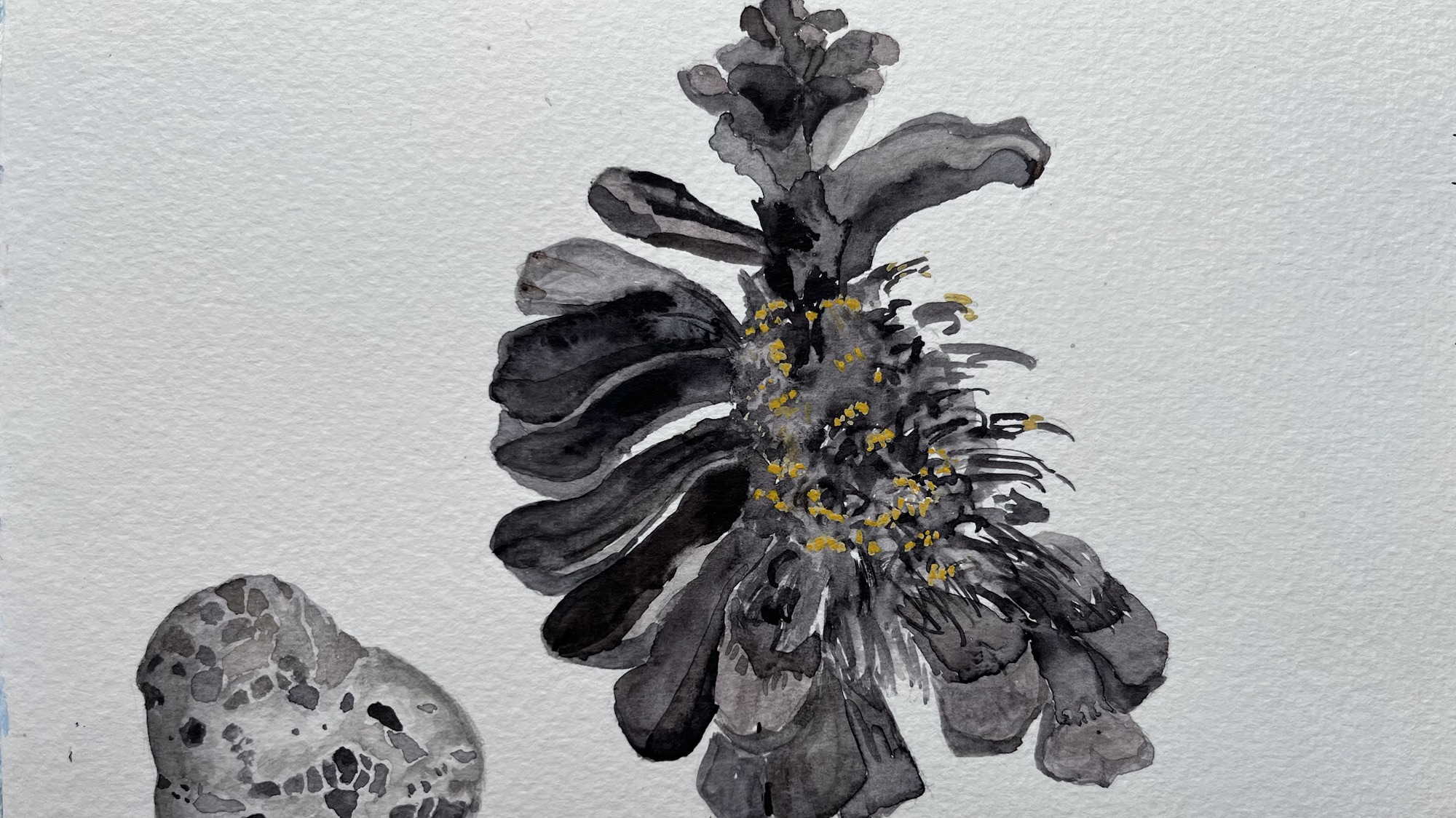 Large pine cone, half eaten, and fossil rock